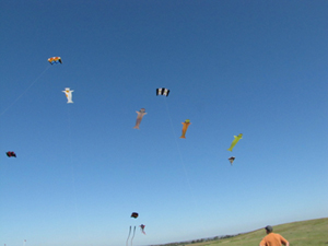 the new Koi kites