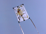 Golden Monkey Ohashi Variant kite