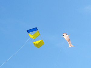 Yellow and blue box with a Koi kite