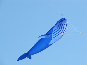 bright blue whale